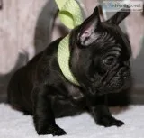 Outstanding akc reg english bulldogs