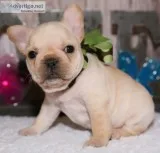 Cute litter of french bulldog puppies