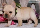 Cute males and females french bulldogs