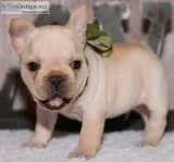 Gorgeous french bulldog puppies 