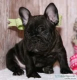 Potty trained french bulldog puppies