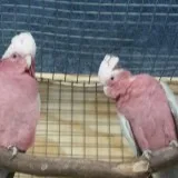 Palm cockatoo and hyacinth macaws availa