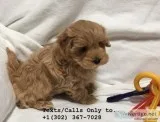 M/f tea cup toy poodle puppies for sale