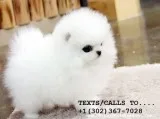 Akc reg tea cup pom puppies for sale