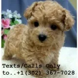 Male/female toy poodle puppies for sale