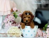 Cute male/female poodle puppies for sale