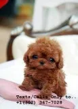 Gorgeous qty poodle puppies for sale