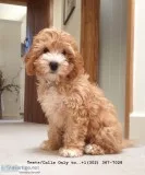 Gorgeous qty toy poodle puppies for sale
