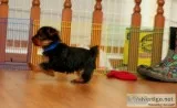 Exceptional tea-cup yorkie puppies for s