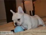 2 amazing french bulldog puppies for sal