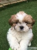 Adorable shih tzu puppies available 