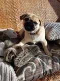 Beautiful pug puppies for sale