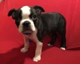 Lovely boston terrier puppies