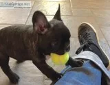 Jet-french bulldog puppy for sale 