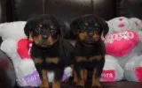 Lovely rottweiler puppies for adoption