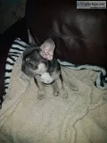 Frankie-french bulldog puppy for sale 