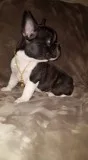 Leo french bulldog puppies for sale 