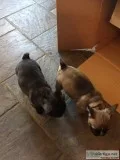 Max- french bulldog puppy for sale 