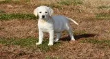 Lovely lab puppies