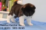 Gorgeous qty m/f akita puppies for sale