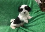 Lovely yorkie puppies