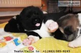 Stunning qty m/f akita puppies for sale