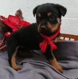 Lovely rottweiler puppies