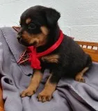 Lovely rottweiler puppies for you
