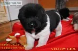 Bear face male/female akita pups 4 sale