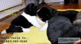 Male/female akita puppies for sale