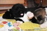 Pure breed akc reg akita puppies 4 sale