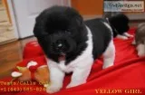 Amazing male/female akita pups for sale