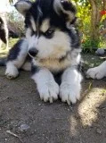 Lovely s husky puppies