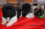 Home & potty trained akita pups for sale