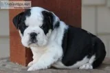 Sweet english bulldog puppies for sale