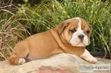 Pure breed english bulldog puppies