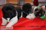 Gorgeous qty lion head akita pups 4 sale
