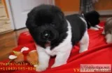Pedigree lion head akita pups for sale