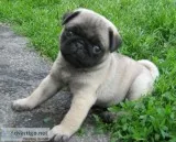 Beautiful pug puppies- available
