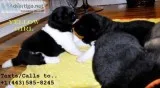 Male/female lion head puppies 4 sale