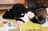 Quality male/female akita puppies 4 sale