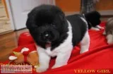 Sweat lion head akita puppies for sale