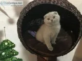 Beautiful scottish fold kittens