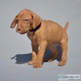 Stunning hungarian vizsla puppies