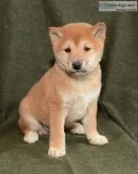 Shiba inu pups