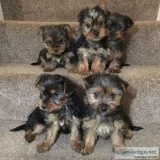 Miniature yorkshire terriers