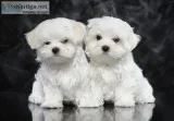 Micro tiny kc registered maltese