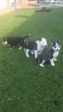 Stunning siberian husky puppies