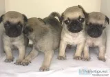 Kc registered pug puppies for sale