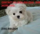 Ffrtr lovely maltese puppies for sale